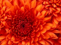 /album/galeria/chrysanthemum-jpg/