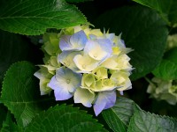 /album/galeria/hydrangeas-jpg/